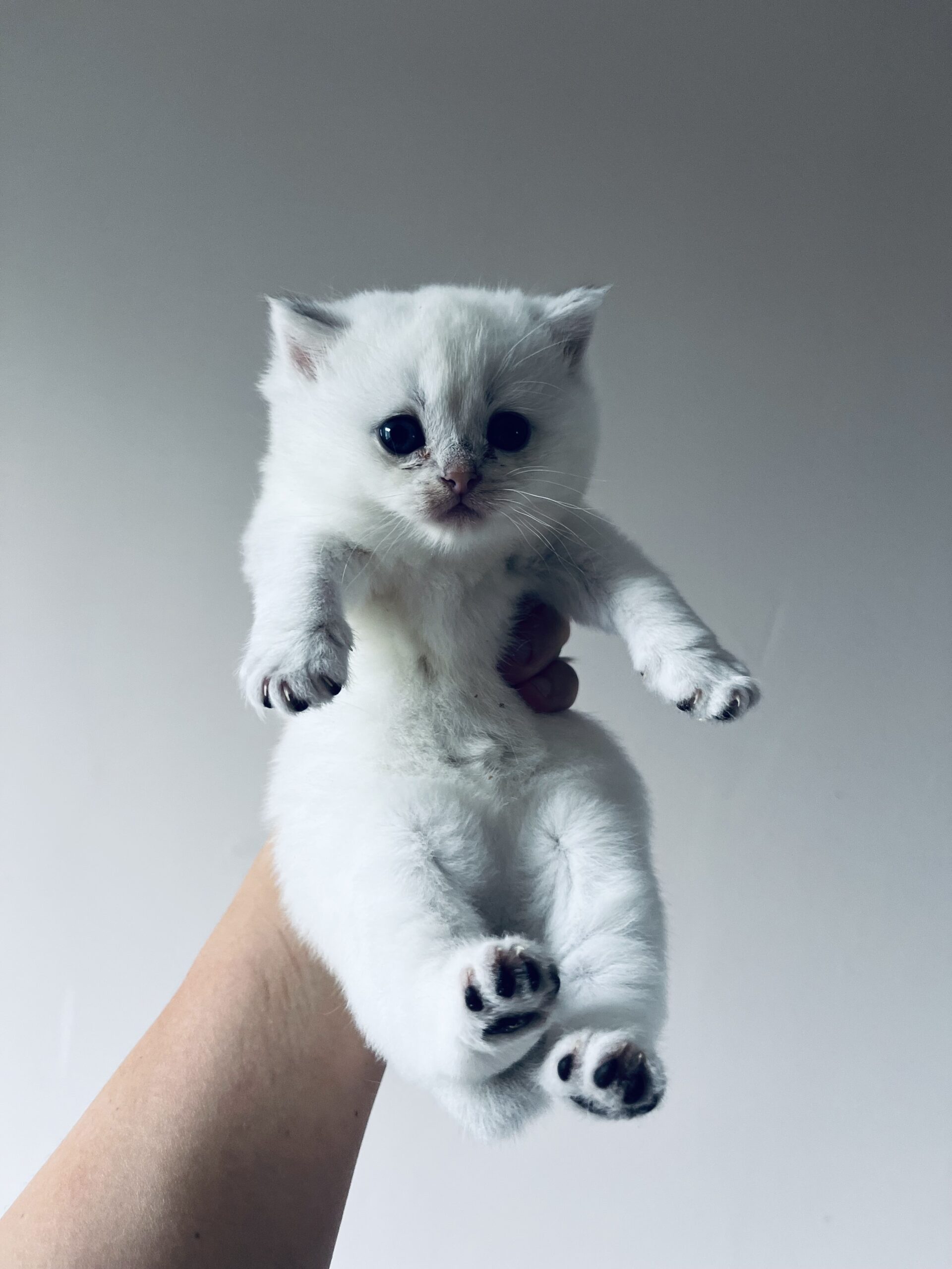 Brit rövidszőrű fajta